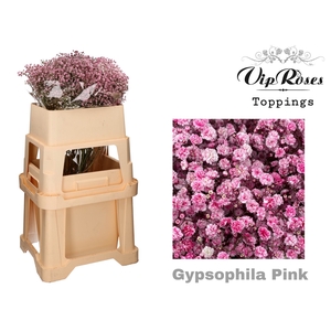 GYPS PA PINK