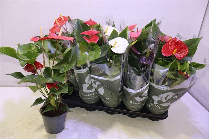 <h4>arr8 Anthu An Gem 4 Kl</h4>