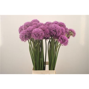 Allium Gladiator X50