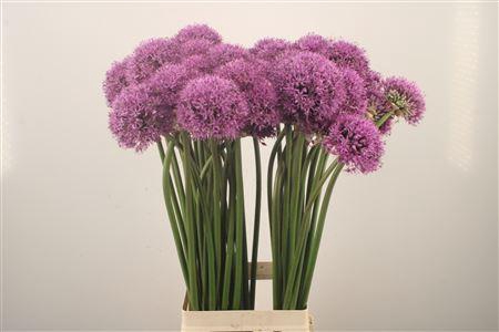 <h4>Allium Gladiator X50</h4>