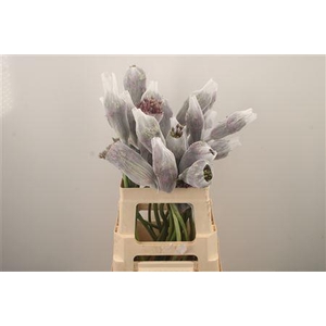 Allium Mercurius Creatief Gevormd