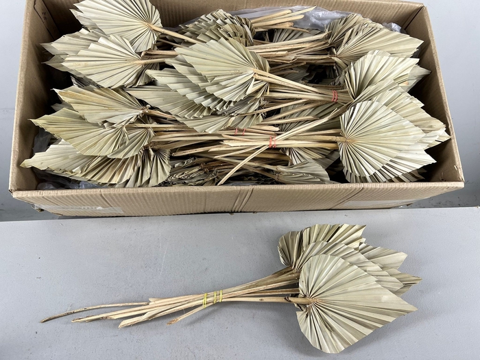 <h4>DF Palm Spear 8-12cm Natural</h4>