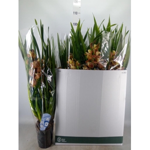 Cymbidium   ...