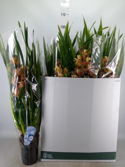 <h4>Cymbidium   ...</h4>