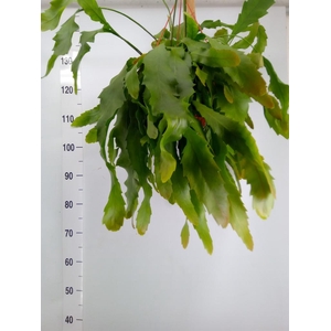Lepismium houlletianum