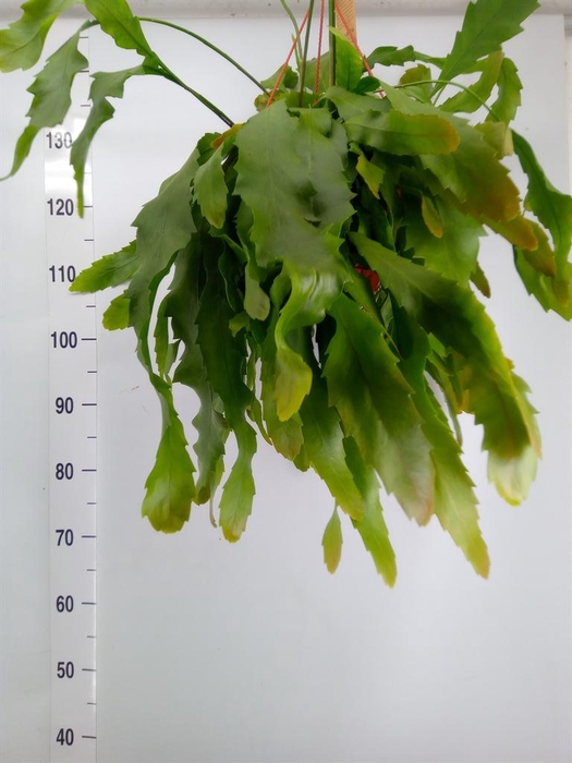 <h4>Lepismium houlletianum</h4>