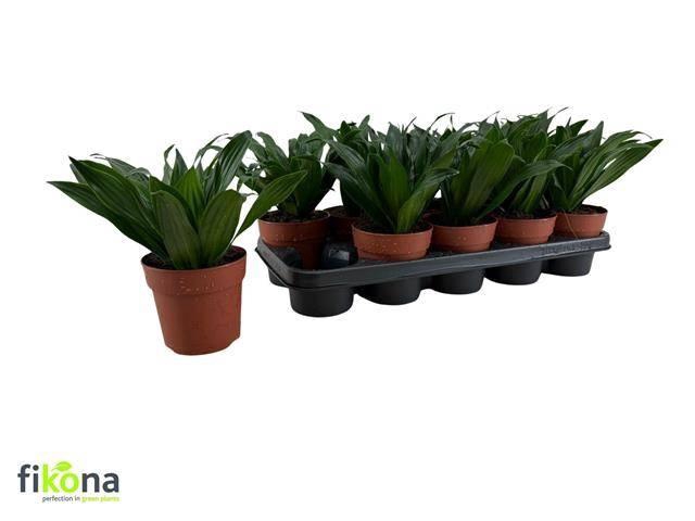 Dra Frag Janet Craig