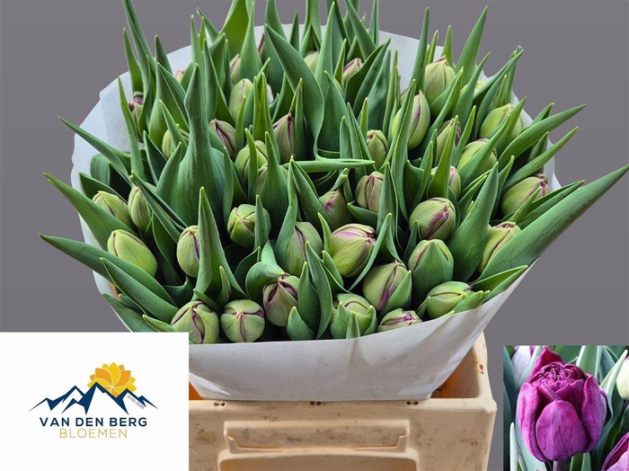 <h4>Tu Du Cassandra</h4>