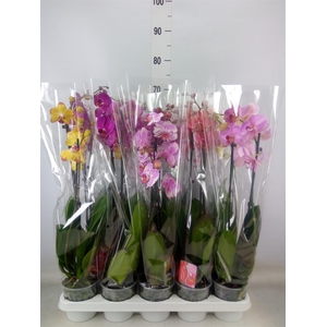 Phalaenopsis   ...mix