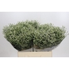 Limonium sinensis Clear Diamond