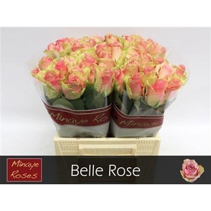 R Gr Belle Rose