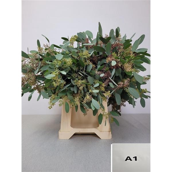 <h4>EUC POP BES PB</h4>