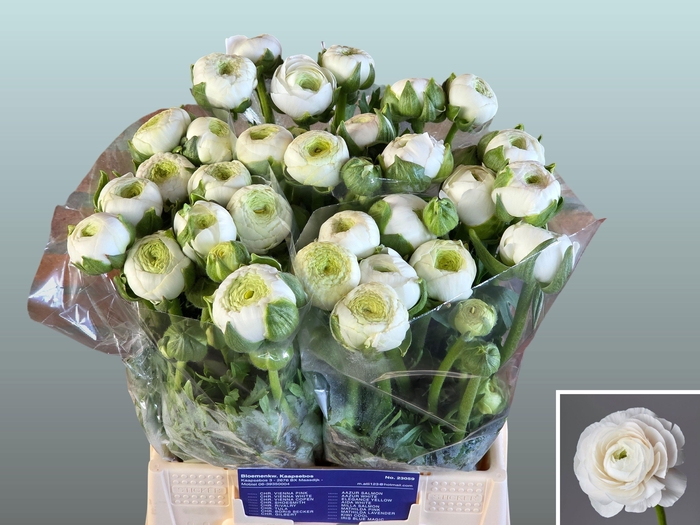 <h4>RAN AAZUR WHITE</h4>