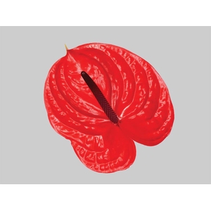 ANTHURIUM IMPULZ 9/11 035 CM DIAM MIN 9 CM VERMELHO