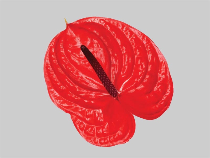 ANTHURIUM IMPULZ 9/11 035 CM DIAM MIN 9 CM VERMELHO