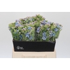 Oxypetalum Tweedia Blue