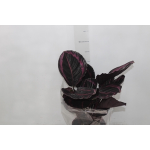CALATHEA SURPRISE STAR P17