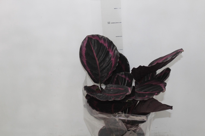 <h4>CALATHEA SURPRISE STAR P17</h4>