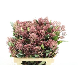 Skimmia Rubella Pbs (rood) L60