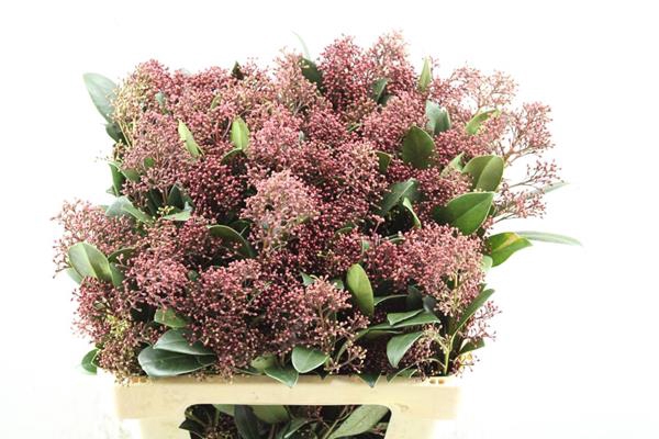 <h4>Skimmia Rubella Pbs (rood) L60</h4>