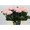 Dahlia Princess Kate