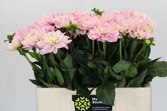 <h4>Dahlia Princess Kate</h4>