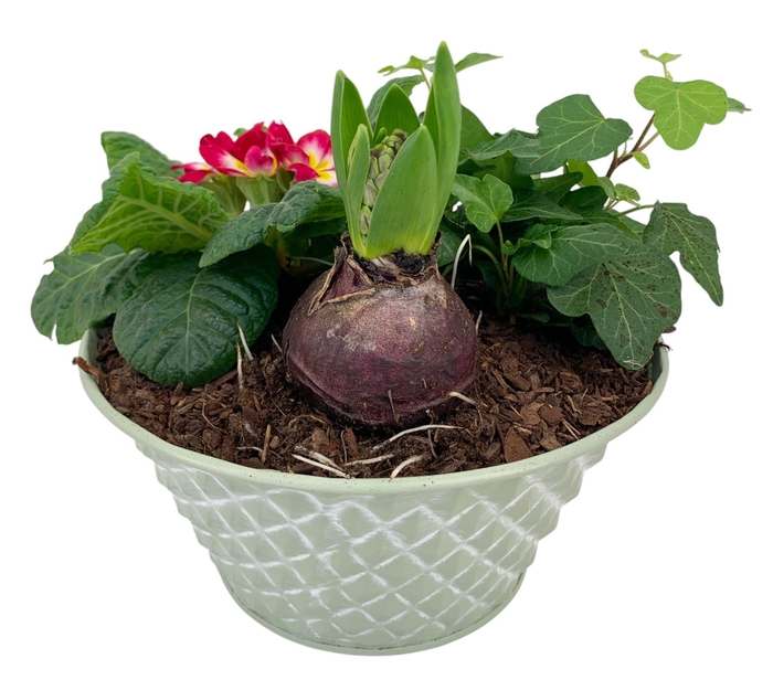 <h4>Ruitjes Groen Zink Prim Hyacint + Hedera 662</h4>