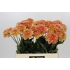 Dahlia Yelno Harmony