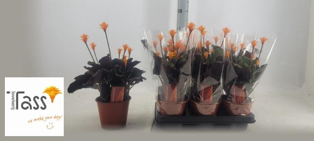 <h4>CALAT CROCATA</h4>