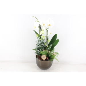 arr2 PL - Brons pot Phal. cascade