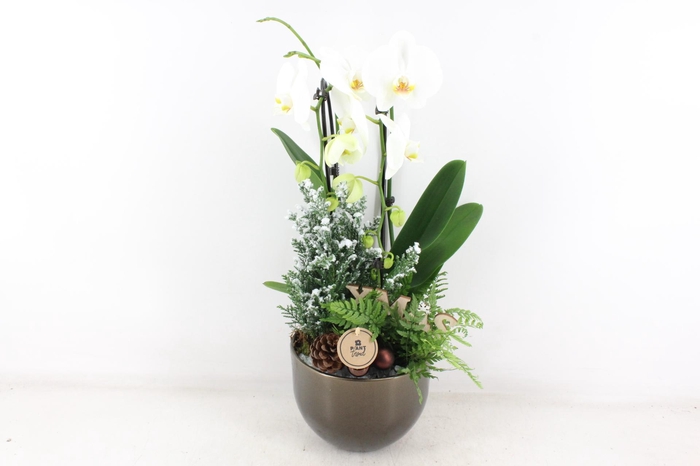 <h4>arr2 PL - Brons pot Phal. cascade</h4>