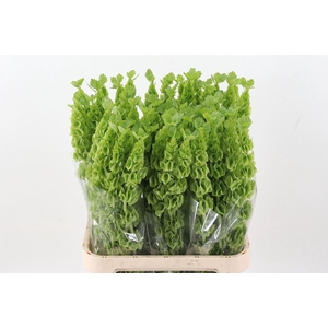 MOLUCCELLA LAEVIS