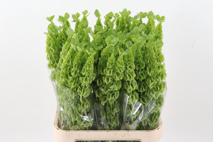 <h4>MOLUCCELLA LAEVIS</h4>