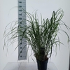 Miscanthus sinensis