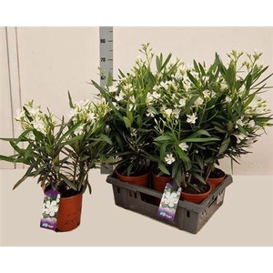 Neri Oleander White P18