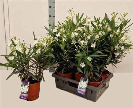 <h4>Neri Oleander White P18</h4>