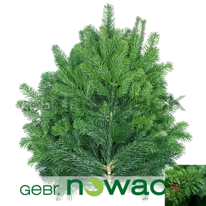 <h4>ABIES NORDMAN KILO</h4>