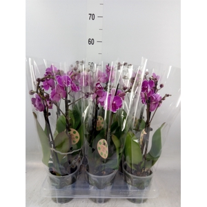 Phalaenopsis   ...lilac