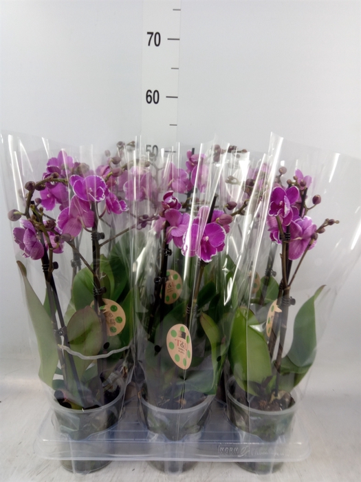 <h4>Phalaenopsis   ...lilac</h4>