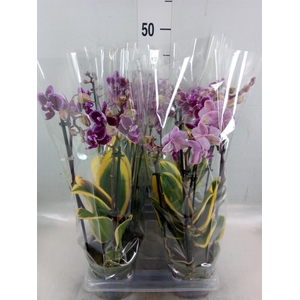 Phalaenopsis multi. 'Magic Leaf'