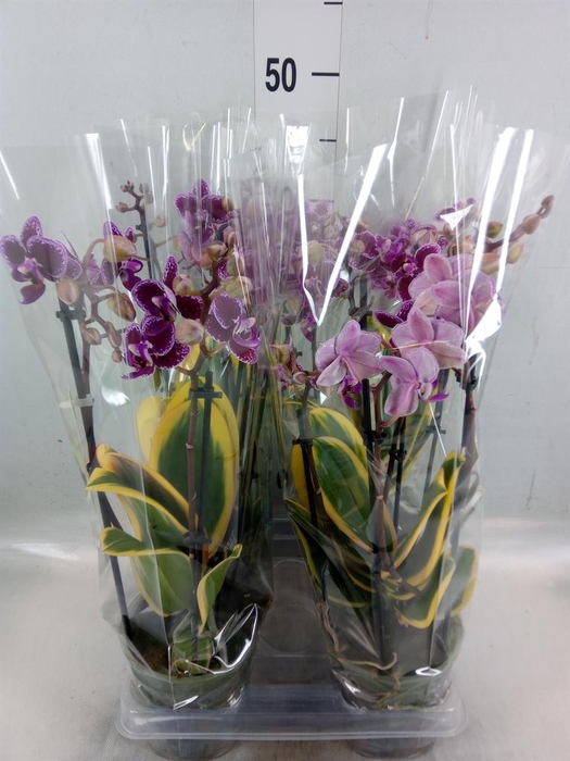 <h4>Phalaenopsis multi. 'Magic Leaf'</h4>