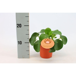 Pilea Peperomioides 10,5cm Engels etiket