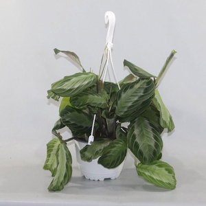 Maranta leuconeura Silverband hangpot