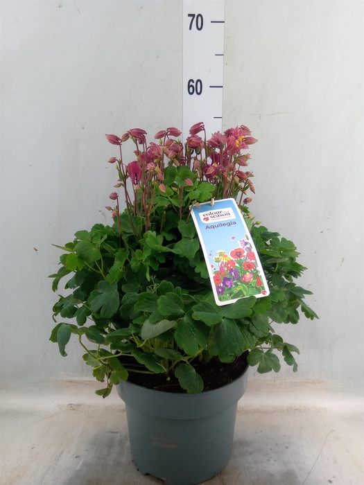 <h4>Aquilegia vulg.</h4>