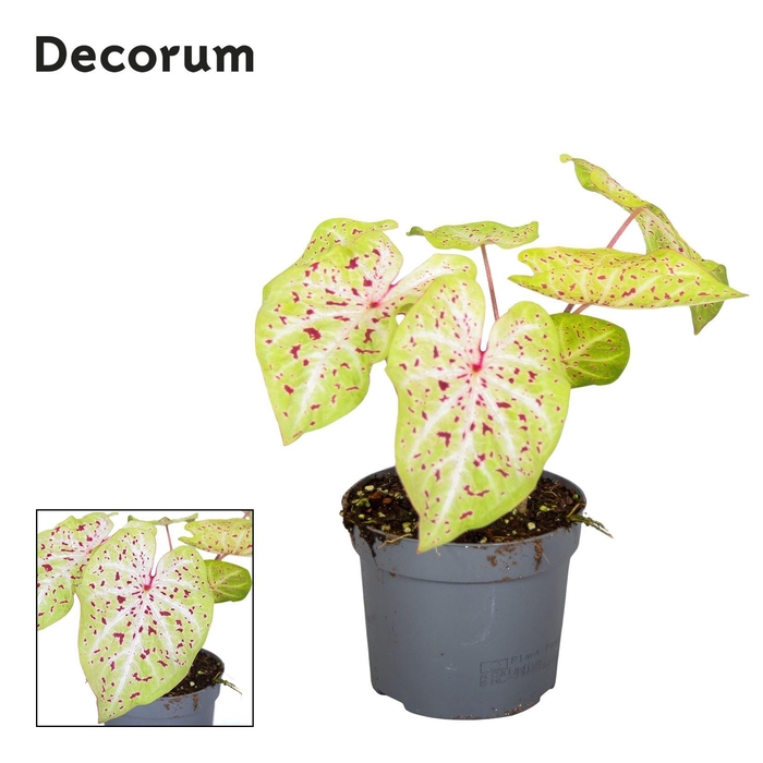 <h4>Caladium  'Miss Muffet'</h4>