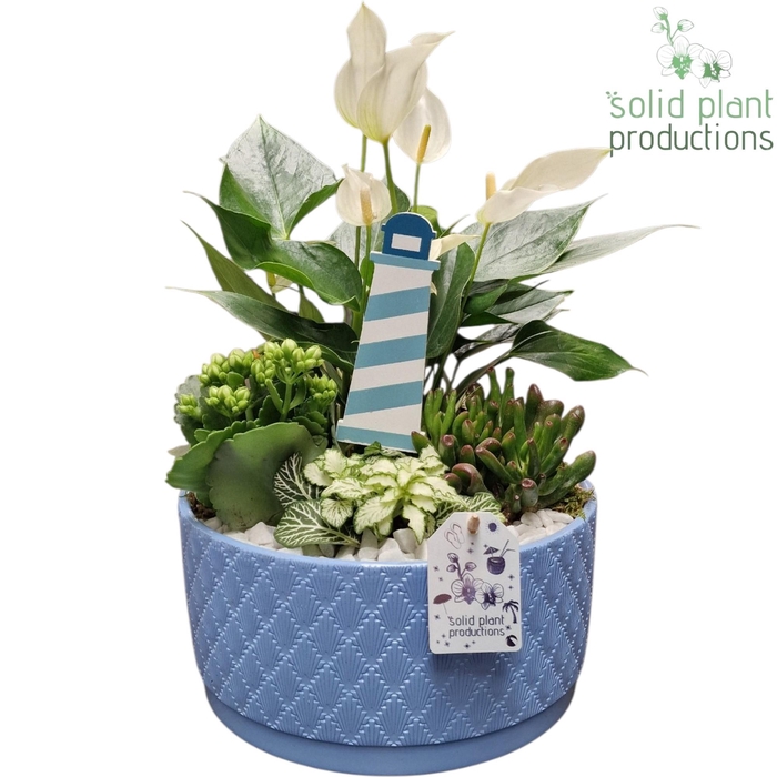 <h4>AT004 Stella Blue</h4>