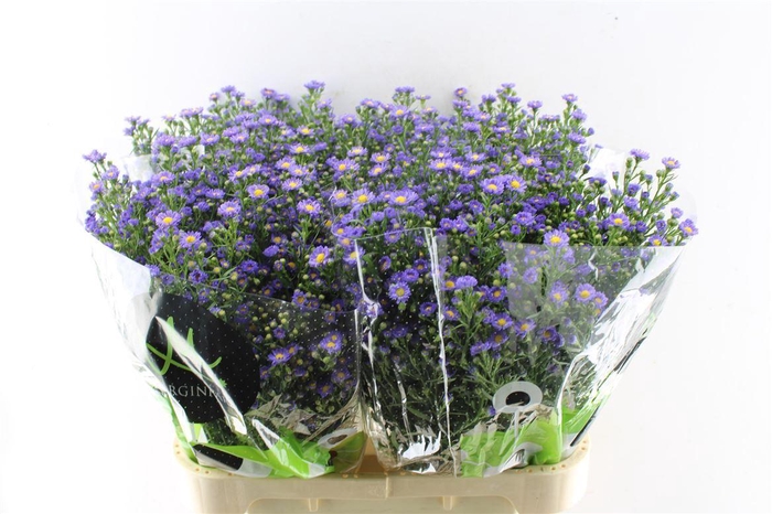 <h4>Ast Teeny Tiny Blue</h4>