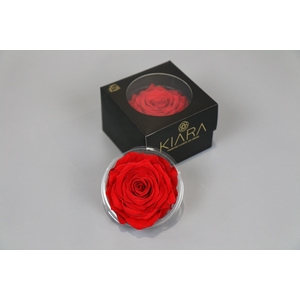 Rosa Preserved Vibrant Red Solitarie