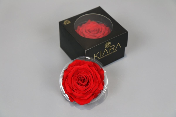 <h4>Rosa Preserved Vibrant Red Solitarie</h4>