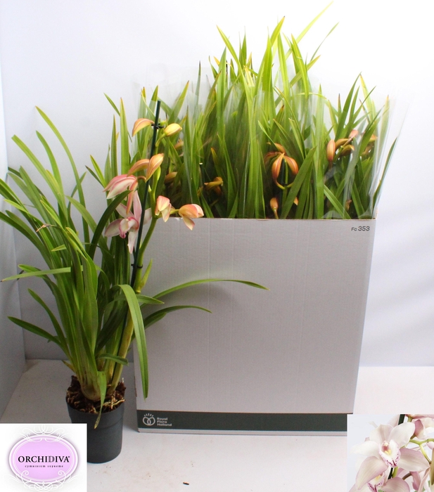 <h4>CYMB OVERIG</h4>